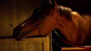 Pint of Plain in his stall